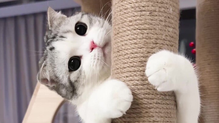 أحمق، أليس كذلك؟ لقد سحرتك بطفولتي مرة أخرى!