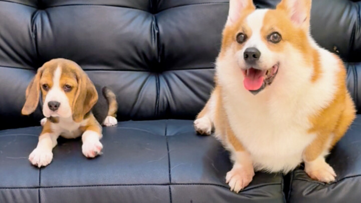 Perubahan anjing beagle kecil setelah 10 hari di rumah