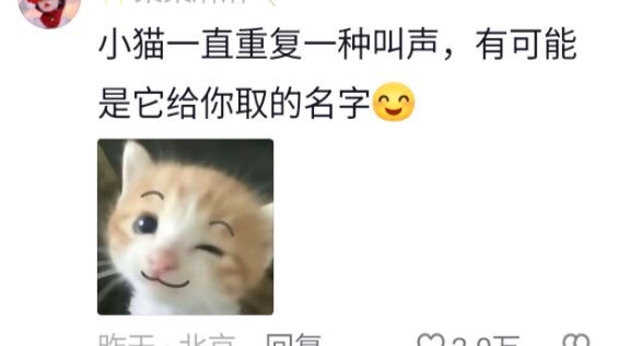 ไม่ใช่ ทำไมยังมีลูกแมวที่ร้อง ‘ปังปัง’ อีกเหรอ?