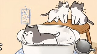 「不同品种可爱猫咪的产生形式」