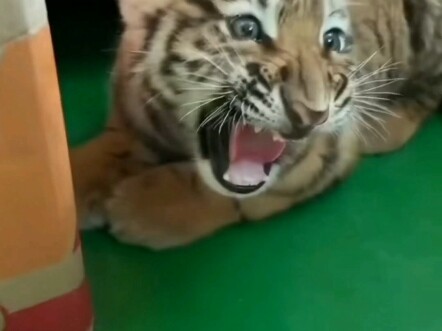 ตัวเล็กแค่ไหนก็คือราชา (ลูกเสือตัวน้อยกับลูกชิ้นเนื้อตอนเด็ก)