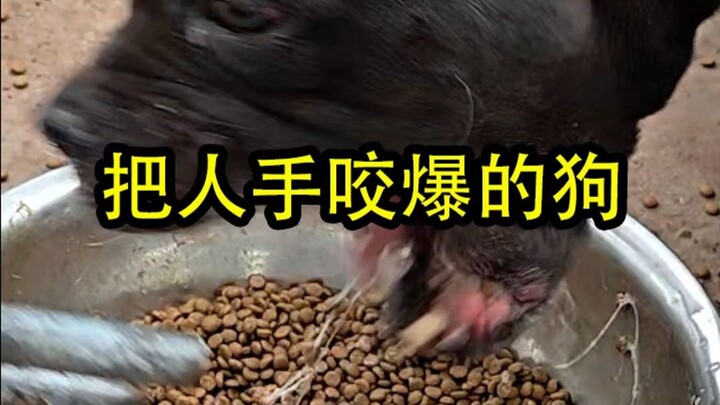 Chó ngao Kars, cắn nát cả cánh tay người, giờ cho nó phát điên lên để dọa nó một phen!