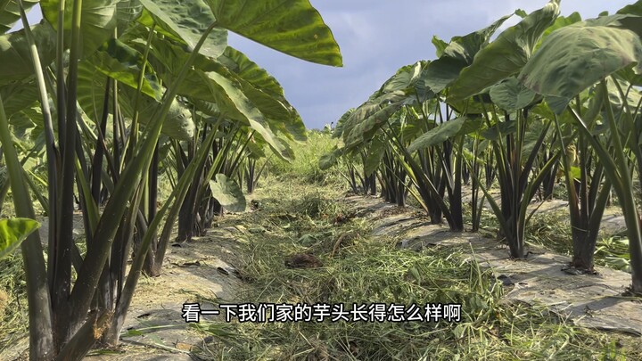 What do taro plants look like after eight months of growing?