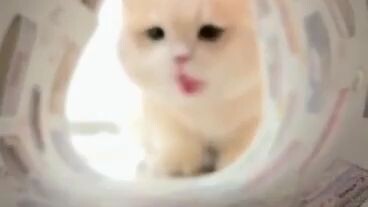 cute cat