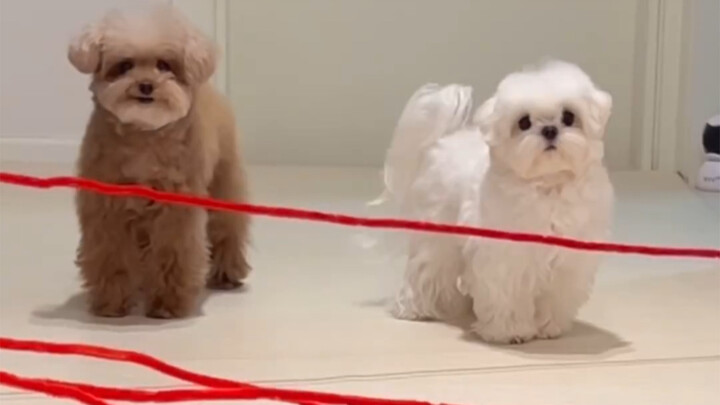 Why put such difficult tricks on such a cute dog? Haha