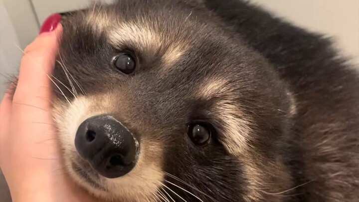 Seekor rakun kecil yang penuh kasih sayang dan rasa syukur