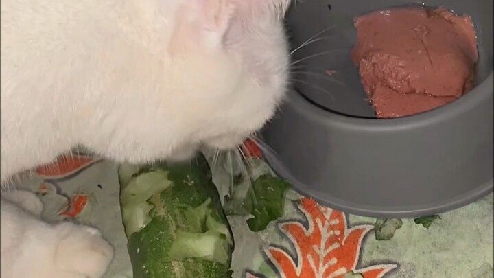 One bite of rice, one slice of cucumber—Mao Mao’s really enjoying it!