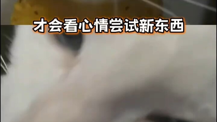 Meow: My mouth hurt and I had no appetite, so I went to Dr. Ken for some medicine. After taking it, 