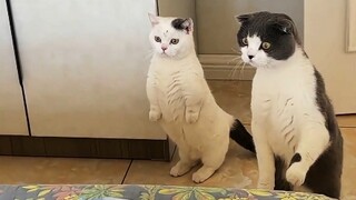 猫：折腾十个月就生一个崽？