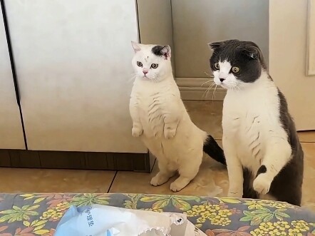 Mèo: Đau đớn suốt mười tháng mới sinh được một con à?