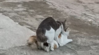 pertarungan sibelang untuk menciptakan gen -z
