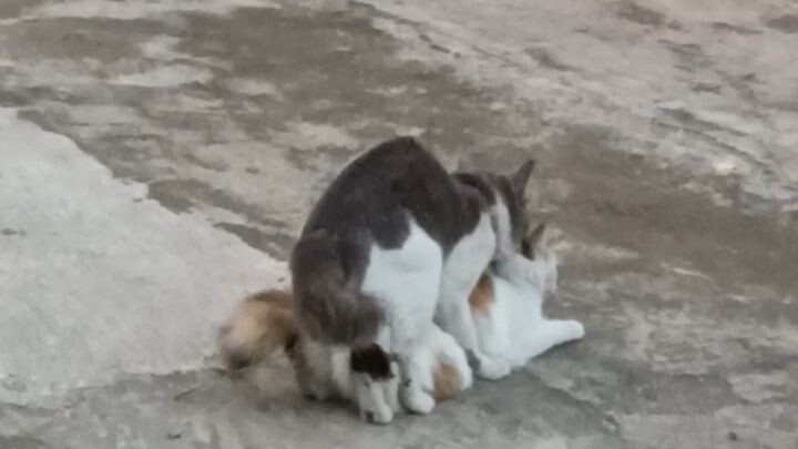 pertarungan sibelang untuk menciptakan gen -z