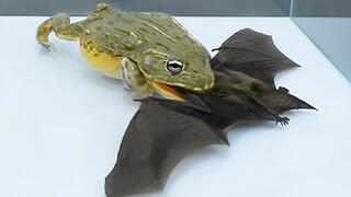 Reptile Pet | A Bullfrog Eating A Bat
