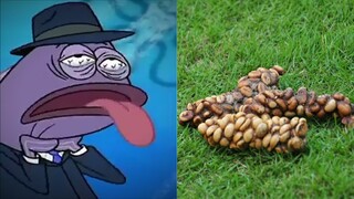 Kopi Luwak...(Meme Inspektur Kesehatan Spongebob)