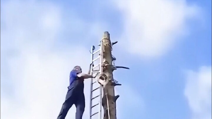 Mengapa pekerjaan penebang kayu adalah yang paling berbahaya?