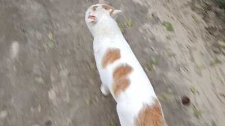 回家路上碰见自家猫咪