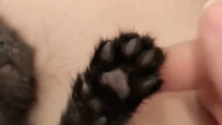 ได้คะแนนดี คุณย่าก็ให้รางวัลฉันเป็นน้องแมวตัวน้อยตัวหนึ่ง