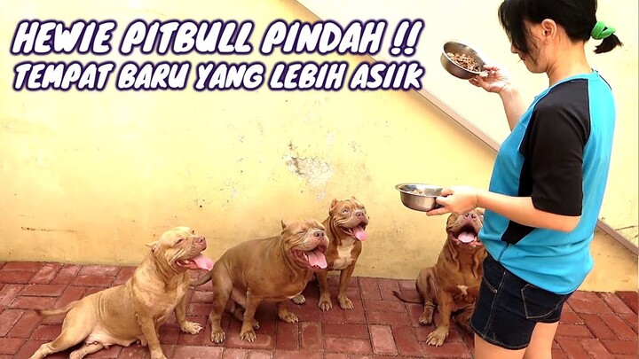 HEWIE PITBULL DI PINDAHKAN || TEMPAT BARU HEWIE DAN PARA ANABUL #hewiepitbull