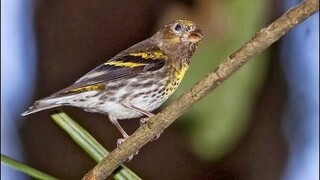 Taukah kalian!?!?! Burung KENARI ASLI INDONESIA