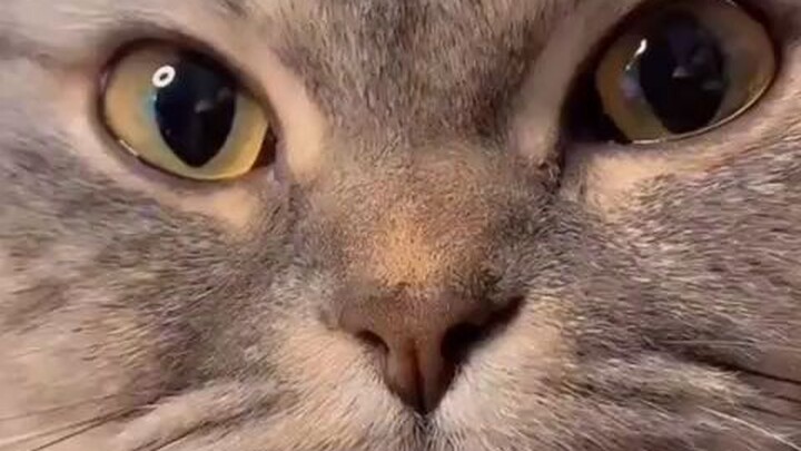 kucing 🐈 imut
