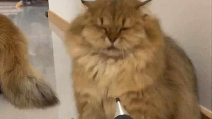 This is the first time in my life I’ve seen a cat with a gas nozzle—its reaction is hilarious!