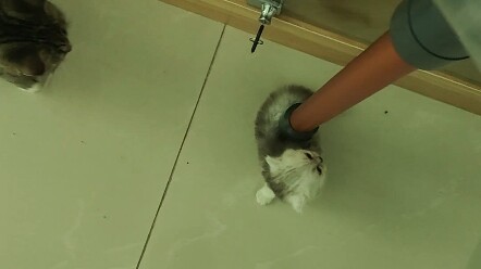 Làm thế nào khi mèo con chạy lung tung