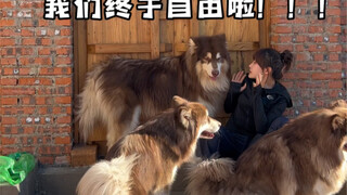 为了五只狗狗回到了农村改造小院回答大家所有的疑问