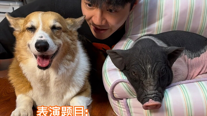 Have you ever seen short dramas starring pigs and dogs?