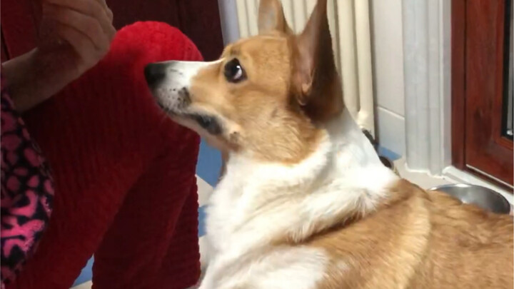 Anjing di rumahku cuma bisa makan dan menjabat tangan, selebihnya nggak tahu apa-apa—“duduk” aja uda