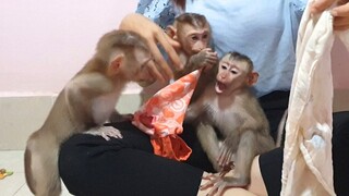 Three Busy monkeys being making up