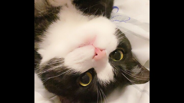 How an American Shorthair Cat Turned Into a Short-Haired Pig