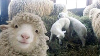 This sheep is so cute!