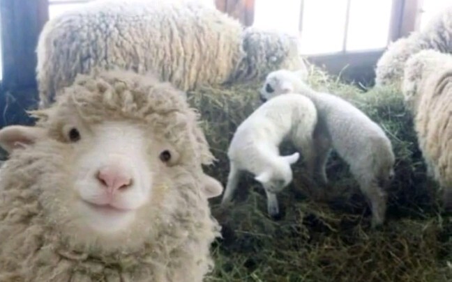 This sheep is so cute!