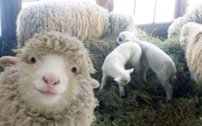 This sheep is so cute!