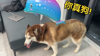 在边牧头上绑个氢气球，永动狗就出现了！