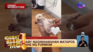Aso, naginhawaan matapos mamasahe ng kanyang amo | Dapat Alam Mo!