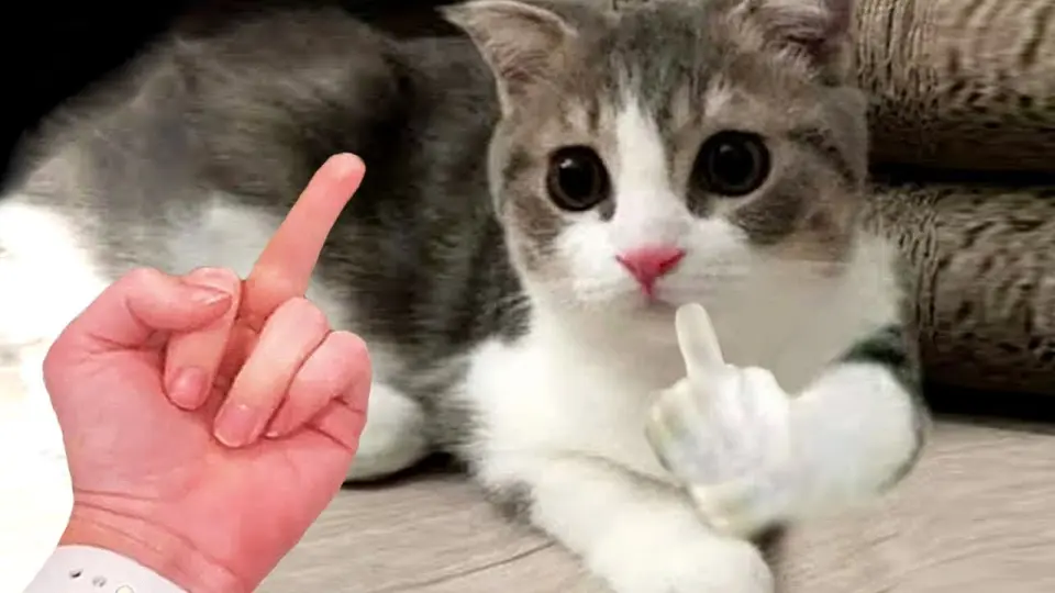 Try Not To Laugh With These Funny Pets 😍 - Bilibili