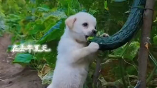 逮到偷吃黄瓜的贼了