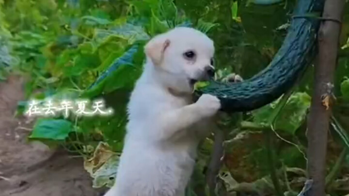 逮到偷吃黄瓜的贼了