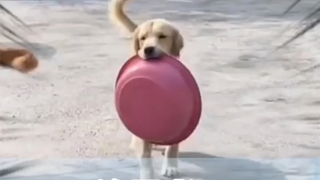 Tiga tahun memelihara anjing tanpa ada yang peduli, sekali tendang pot semua orang tahu