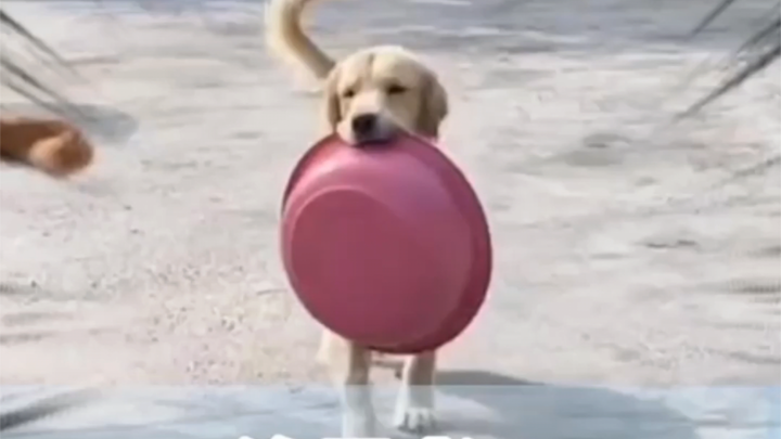 Nobody cares when you raise a dog for three years, but everyone knows when you kick a pot.