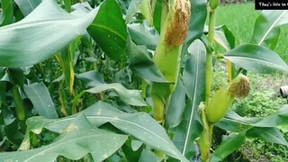 中国农村在夏天的时候怎样？Quê chồng ở nông thôn vùng núi Phúc Kiến vào mùa mưa