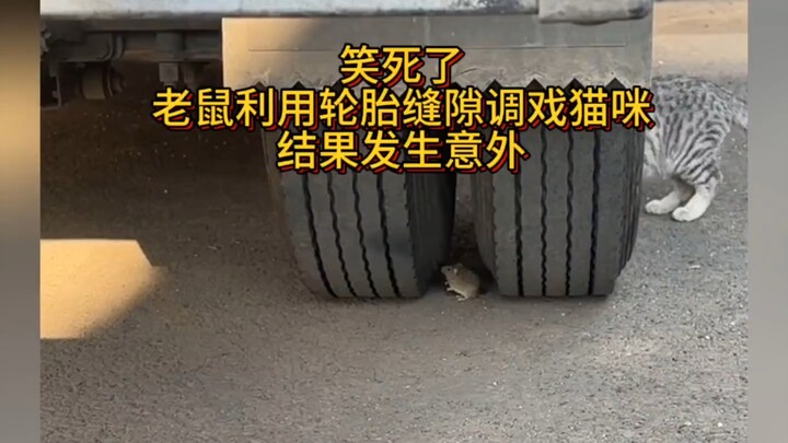 Hilarious! A mouse was bouncing back and forth through the tire gap, teasing the cat—until an accide