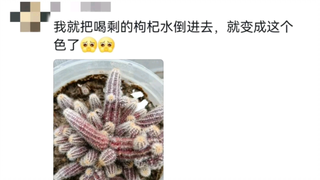 Khoảnh khắc này cảm nhận được sự bất lực của thực vật 🙂🙂