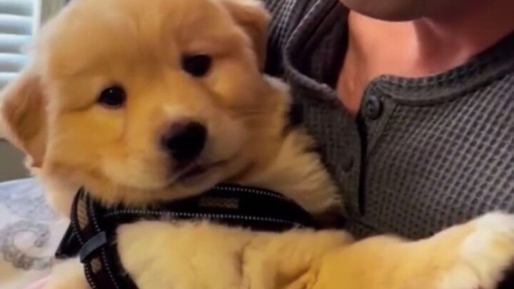 แล้วใครล่ะจะปฏิเสธเหล่าเจ้าขนนกตัวเล็กๆ ได้ล่ะ?