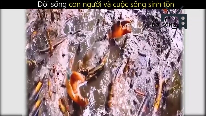 Đời sống con người và cuộc sống sinh tồn_phần 4