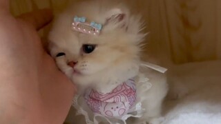 “แมวน้อยที่ริเริ่มขอให้กอดนี่น่ารักเกินไปแล้วนะ!”