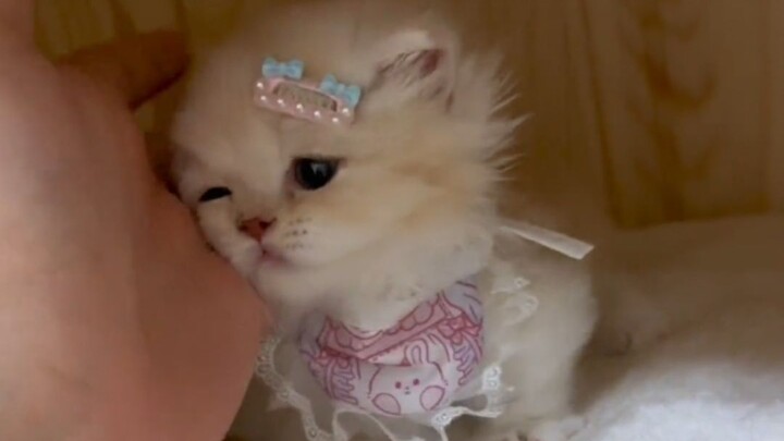 “Mèo con chủ động đòi dán dán cũng dễ thương quá đi chứ!”