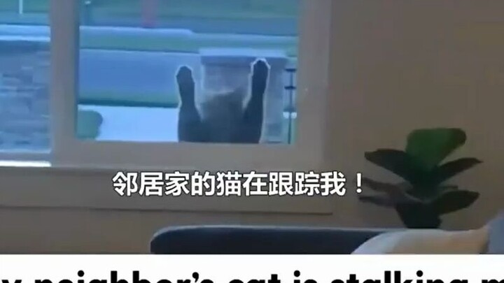 A young lady abroad is "stalked" daily by the cat next door, who even waits outside her door late at