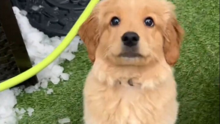 Hari pertama para anjing di penitipan harian vs hari terakhir mereka
